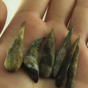 Black Chicken (Ayam Cemani) Horns – Type A