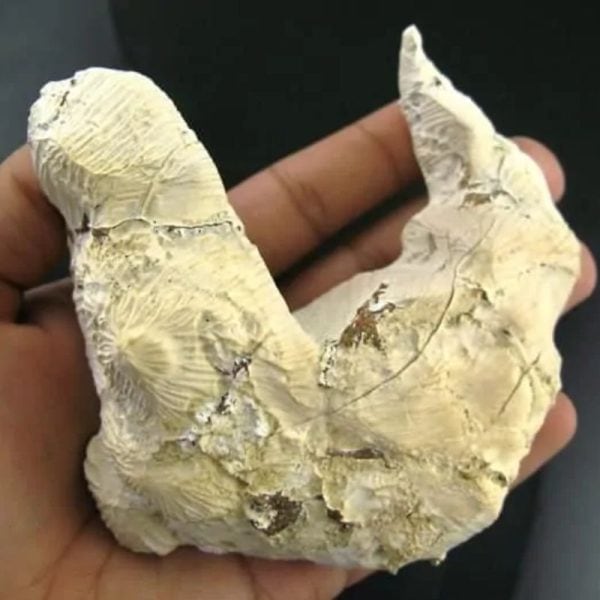 King Dragon Horns - Type A11 - Image 5