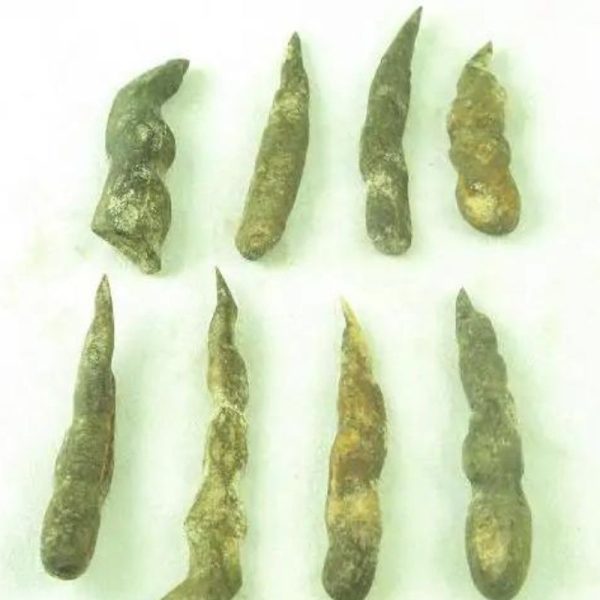 Black Chicken (Ayam Cemani) Horns – Type C