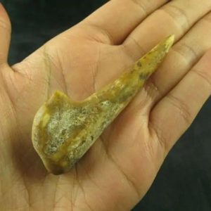 Sawo Kembang Snake Horn - Type B5