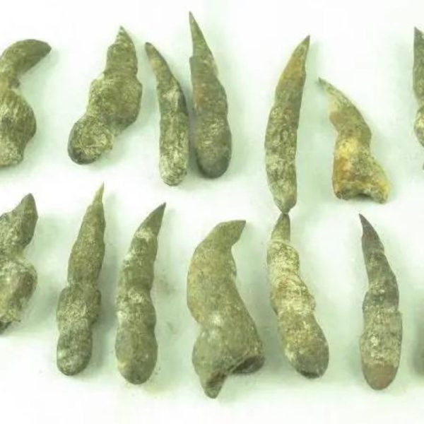 Black Chicken (Ayam Cemani) Horns - Type B - Image 2