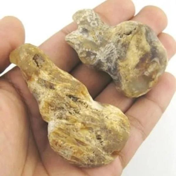 Sauro Pari Snake Horns - Type A3