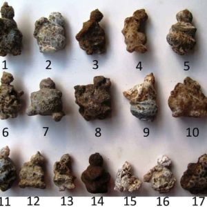 Semar Mesem Fossil - A Small