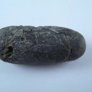 Nagasari Tree Seed Fossil - Type A2