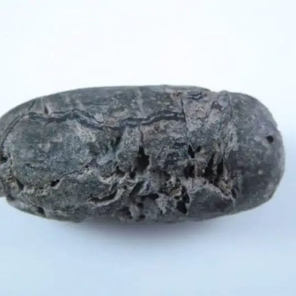 Nagasari Tree Seed Fossil - Type A2 - Image 2