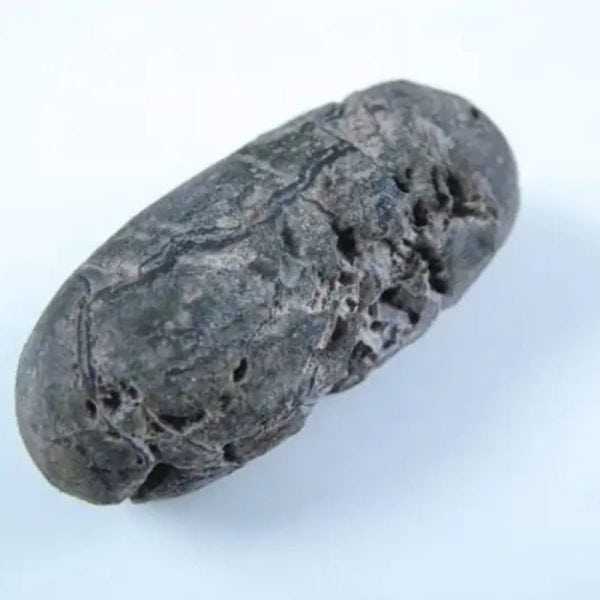 Nagasari Tree Seed Fossil - Type A2