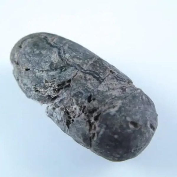 Nagasari Tree Seed Fossil - Type A2 - Image 5