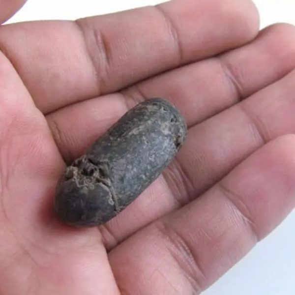 Nagasari Tree Seed Fossil - Type A2 - Image 4