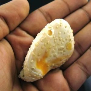 White Sanca Snake Horns - Type D10