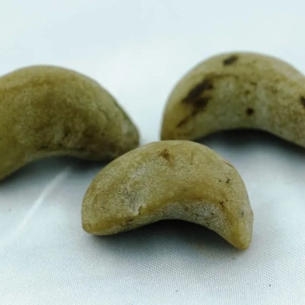 Leech Fossils - Type C