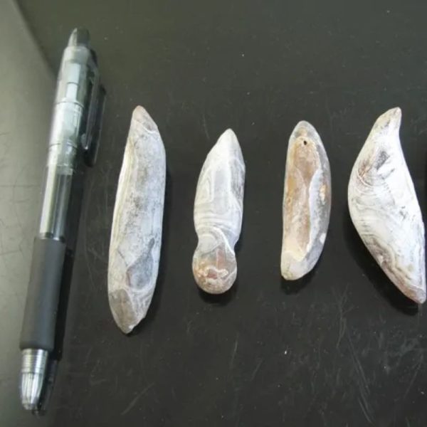 Leech Fossil - Type B1