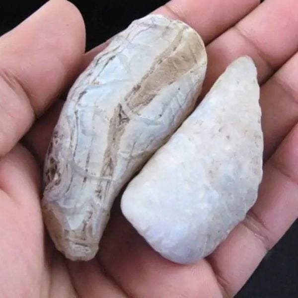 White Leech Fossil - A