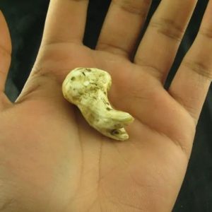 White Sanca Snake Horns - Type A9