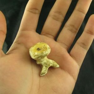 White Sanca Snake Horns - Type A13
