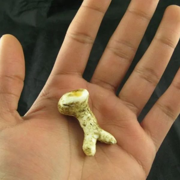 White Sanca Snake Horns - Type B1