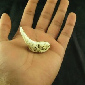 White Sanca Snake Horns - Type B4