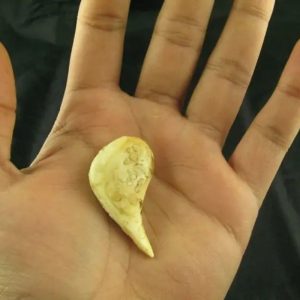 White Sanca Snake Horns - Type B5