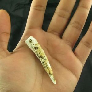 White Sanca Snake Horns - Type B9