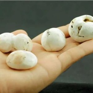 Human Pearls - Type M2