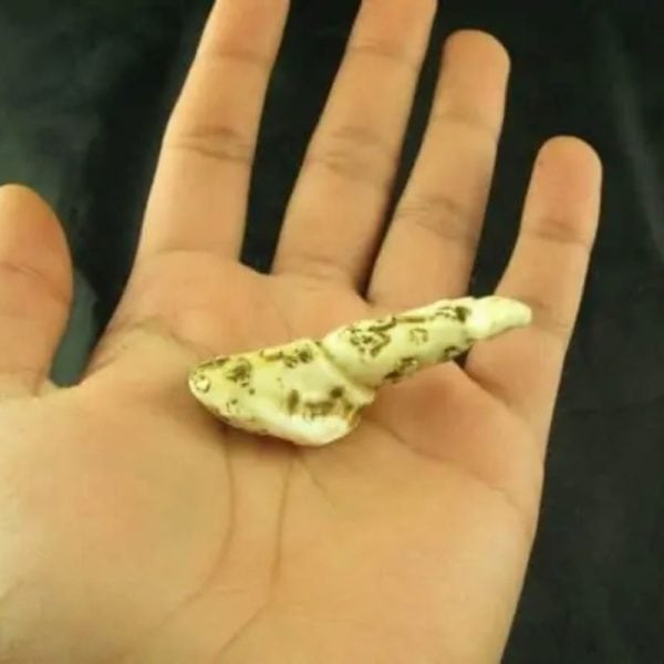 White Sanca Snake Horns - Type B11