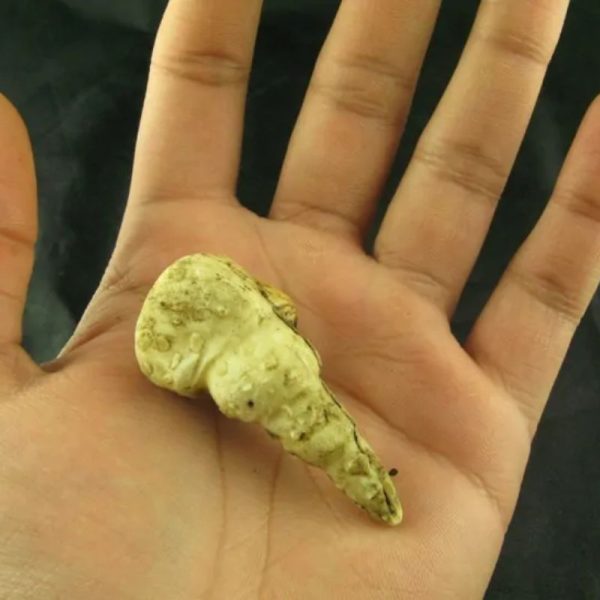 White Sanca Snake Horns - Type C2