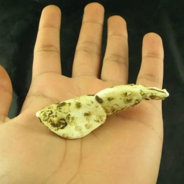 White Sanca Snake Horns - Type C3