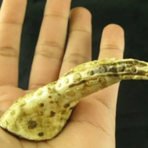 White Sanca Snake Horns - Type D1