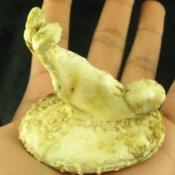 White Sanca Snake Horns - Type D6