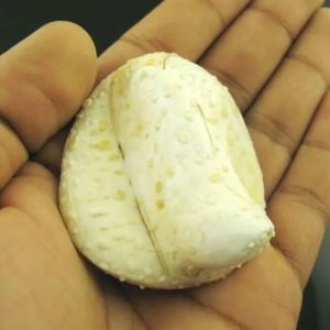 White Sanca Snake Horns - Type D7