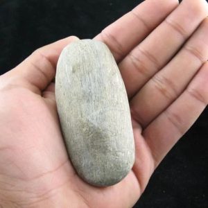 Nagasari Wood - Fossilized