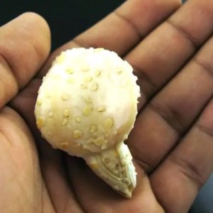 White Sanca Snake Horns - Type D8