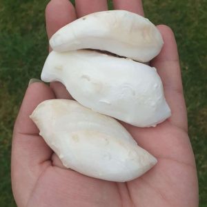 White Bull Pearl - Type B1