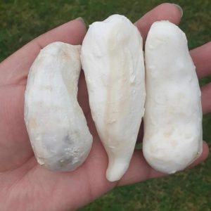 White Bull Pearl - Type B2