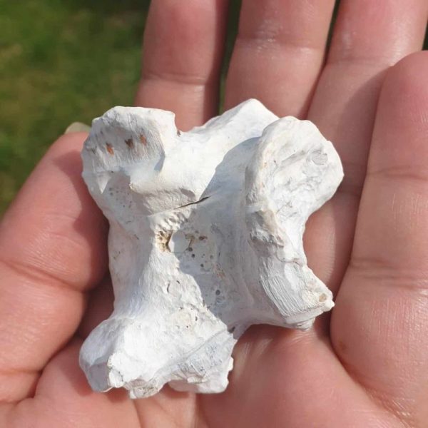 Rhinoceros Pearl - Type J1 - Image 3