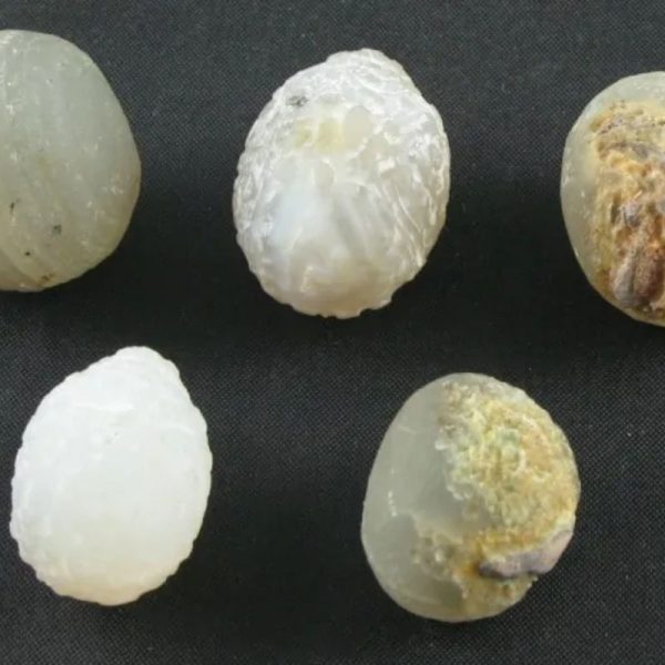 Fossilized Tiger Testicle Pearl - Type H - Image 2