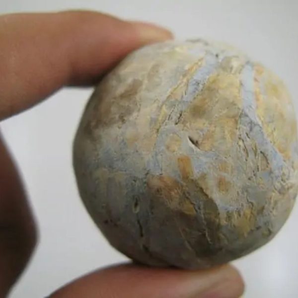 Nagasari Wood Pearl - Type D1 - Image 2