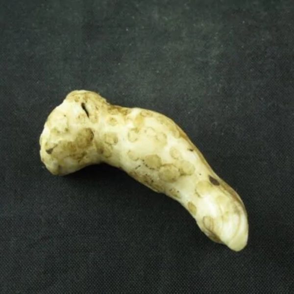 White Sanca Snake Horns - Type B6 - Image 2