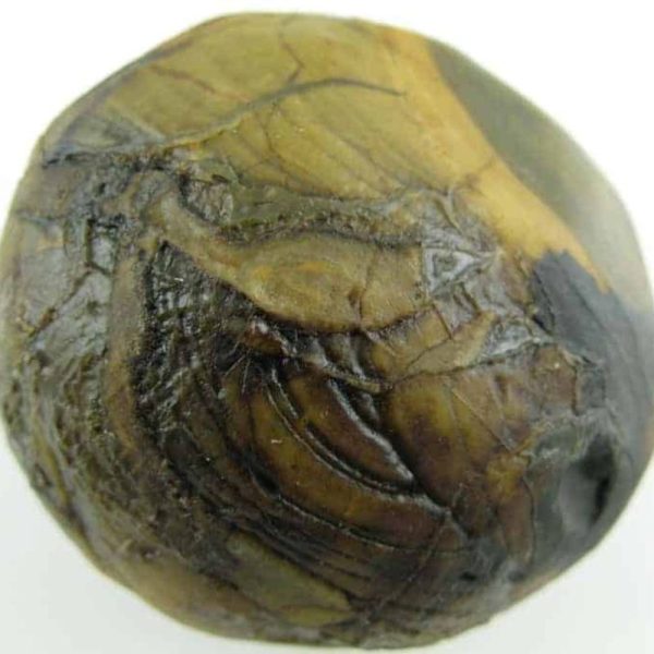 Dewa Pearl -Type H - Image 2
