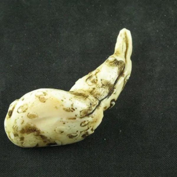 White Sanca Snake Horns - Type B11 - Image 2