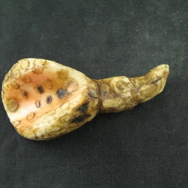 White Sanca Snake Horns - Type C1 - Image 2