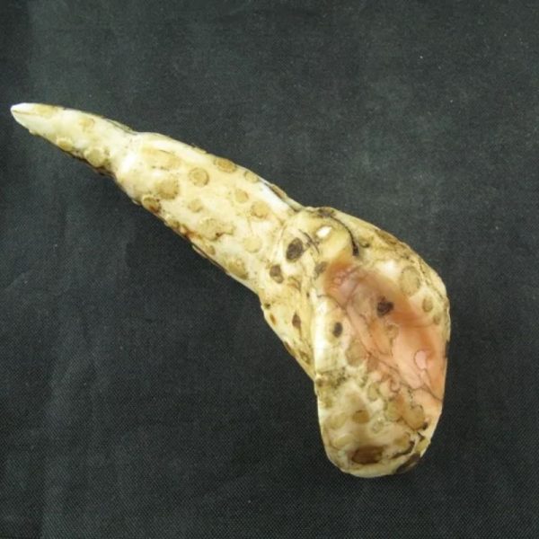 White Sanca Snake Horns - Type D1 - Image 2