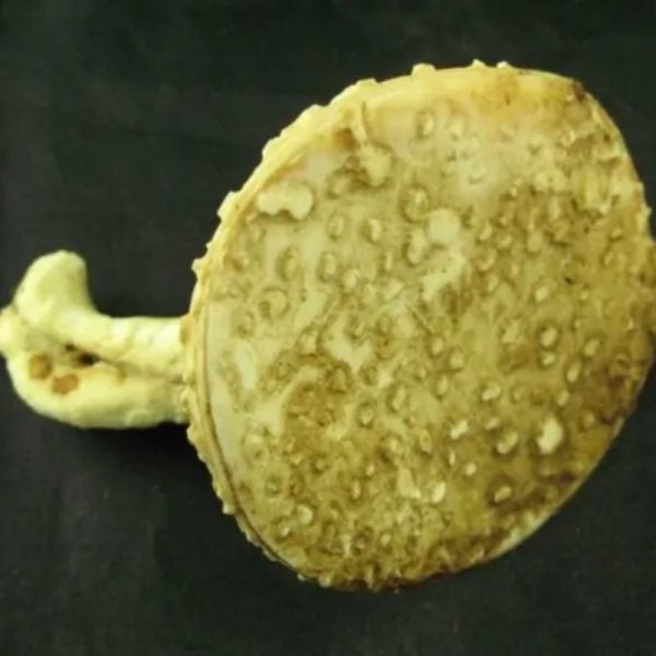 White Sanca Snake Horns - Type D6 - Image 2