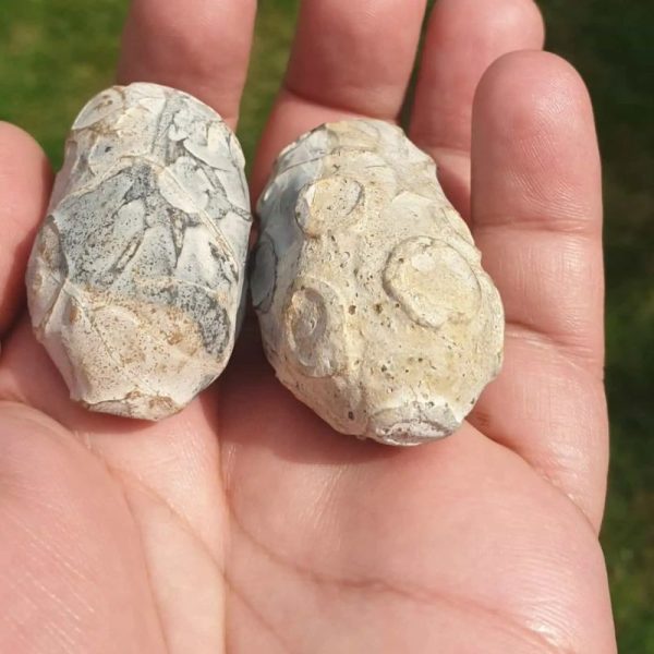 Rhinoceros Pearl - Type D