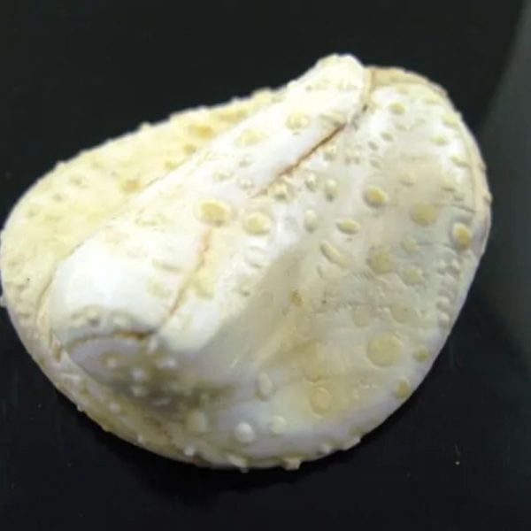 White Sanca Snake Horns - Type D7 - Image 2