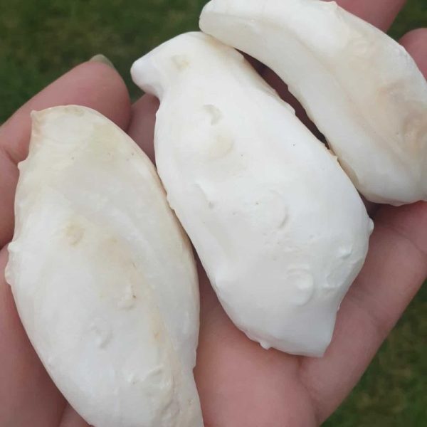 White Bull Pearl - Type B1 - Image 2