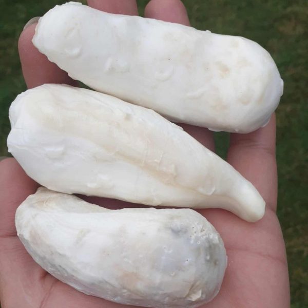 White Bull Pearl - Type B2 - Image 2