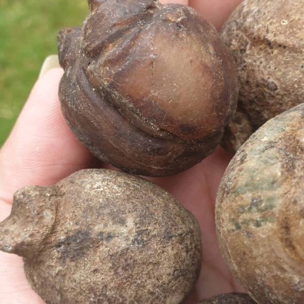 Water Buffalo Testicle Pearl - Type A2 - Image 2