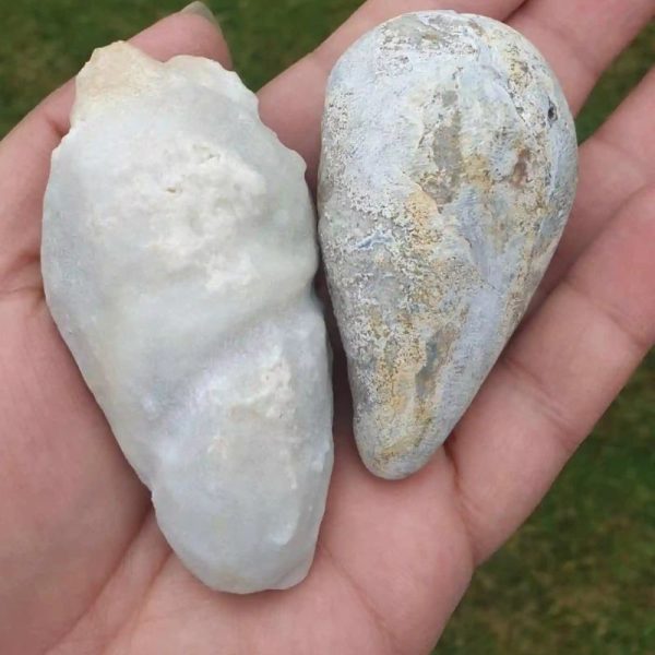 Buffalo Pearl - Type B - Image 2