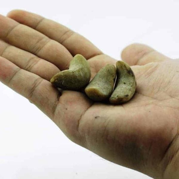Leech Fossils - Type C - Image 2