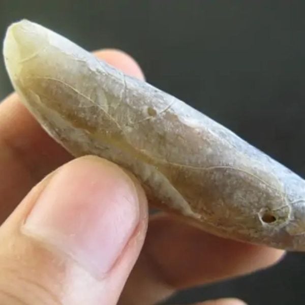 Leech Fossil - Type B1 - Image 2